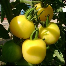 Tomato - Mirabelle Blanche